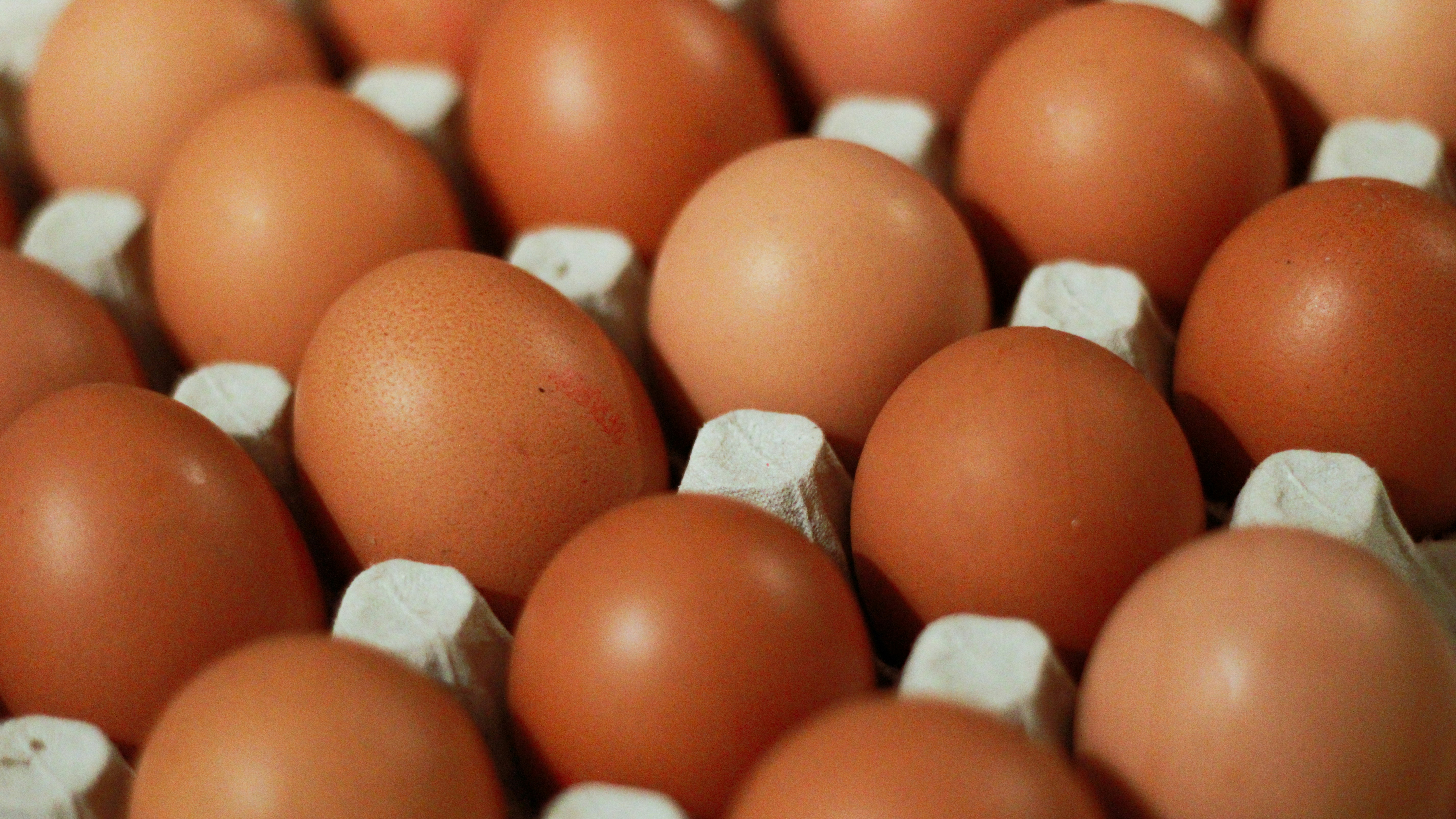 close-up photography of orange eggs in tray